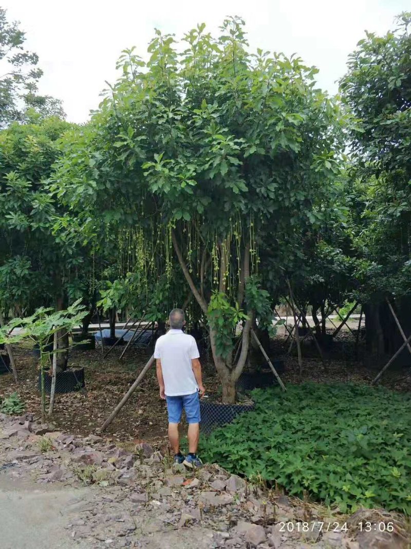 丛生红花玉蕊：D30-60分，50棵，