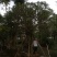 丛生红花玉蕊：D30-60分，50棵，