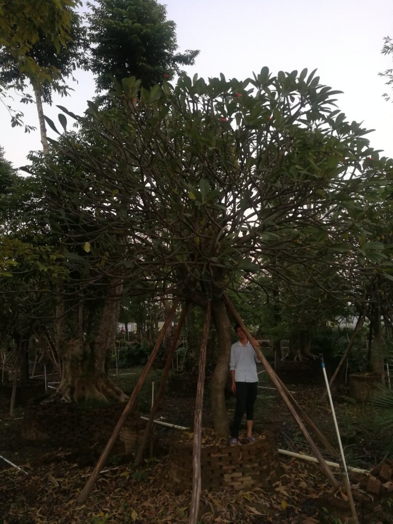 丛生红花玉蕊：D30-60分，50棵，