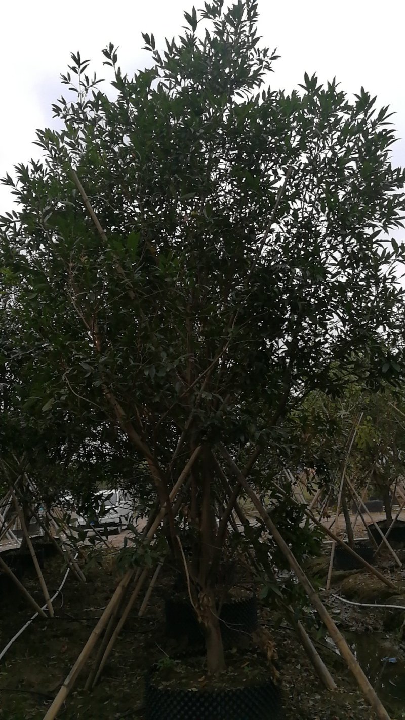 丛生红花玉蕊：D30-60分，50棵，