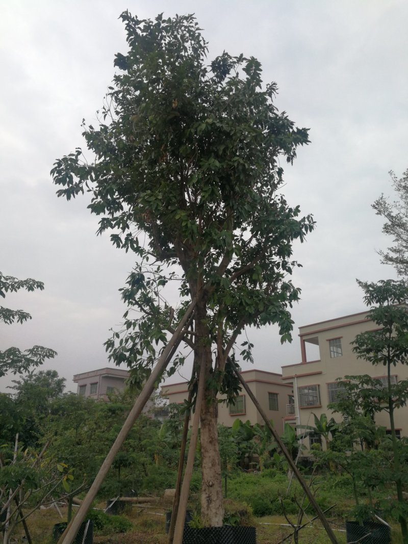 丛生红花玉蕊：D30-60分，50棵，