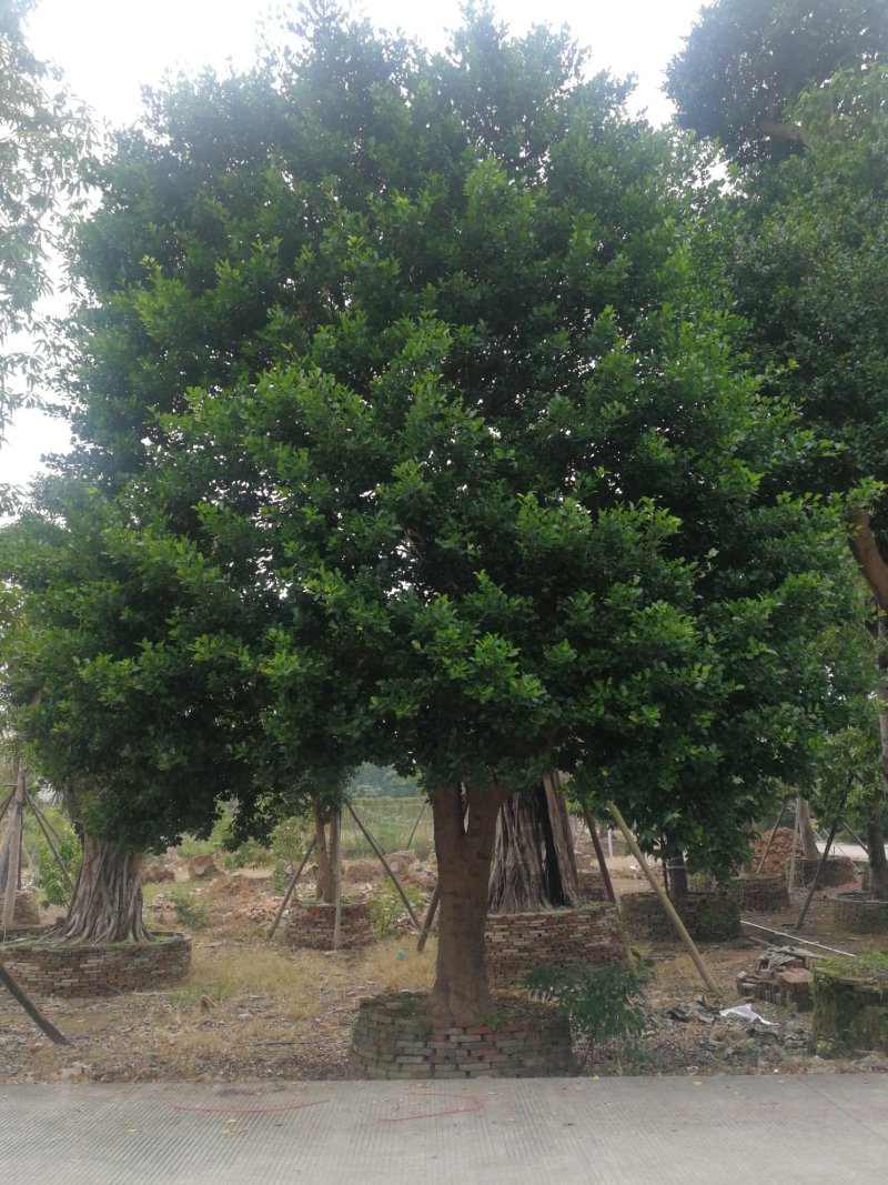 丛生红花玉蕊：D30-60分，50棵，