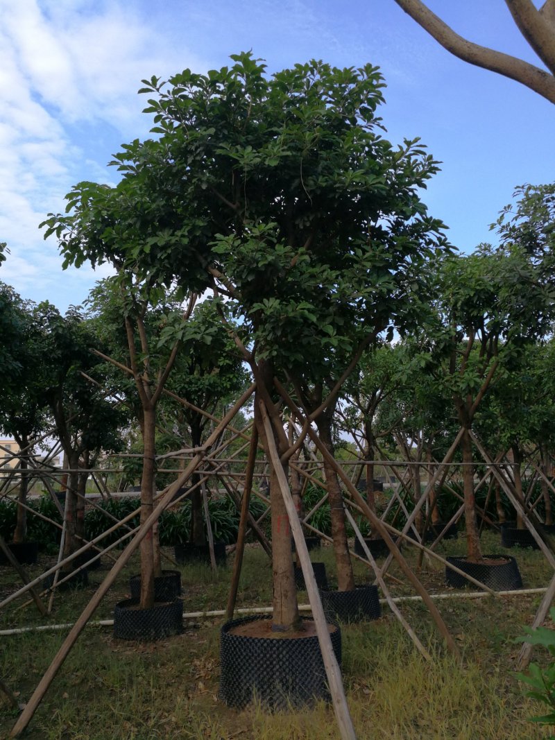 丛生红花玉蕊：D30-60分，50棵，