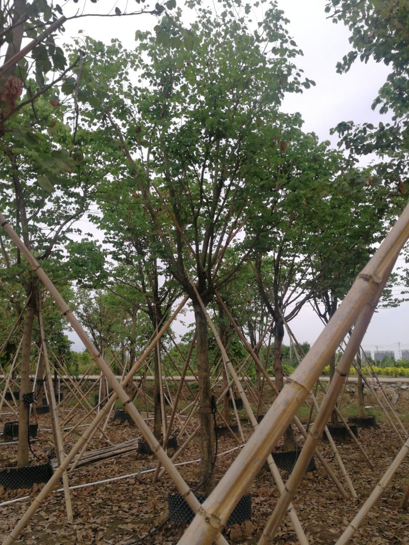 丛生红花玉蕊：D30-60分，50棵，