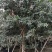 丛生红花玉蕊：D30-60分，50棵，