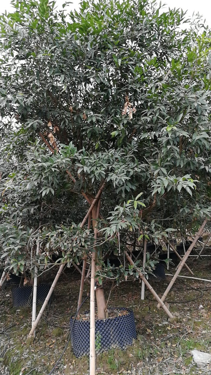 丛生红花玉蕊：D30-60分，50棵，