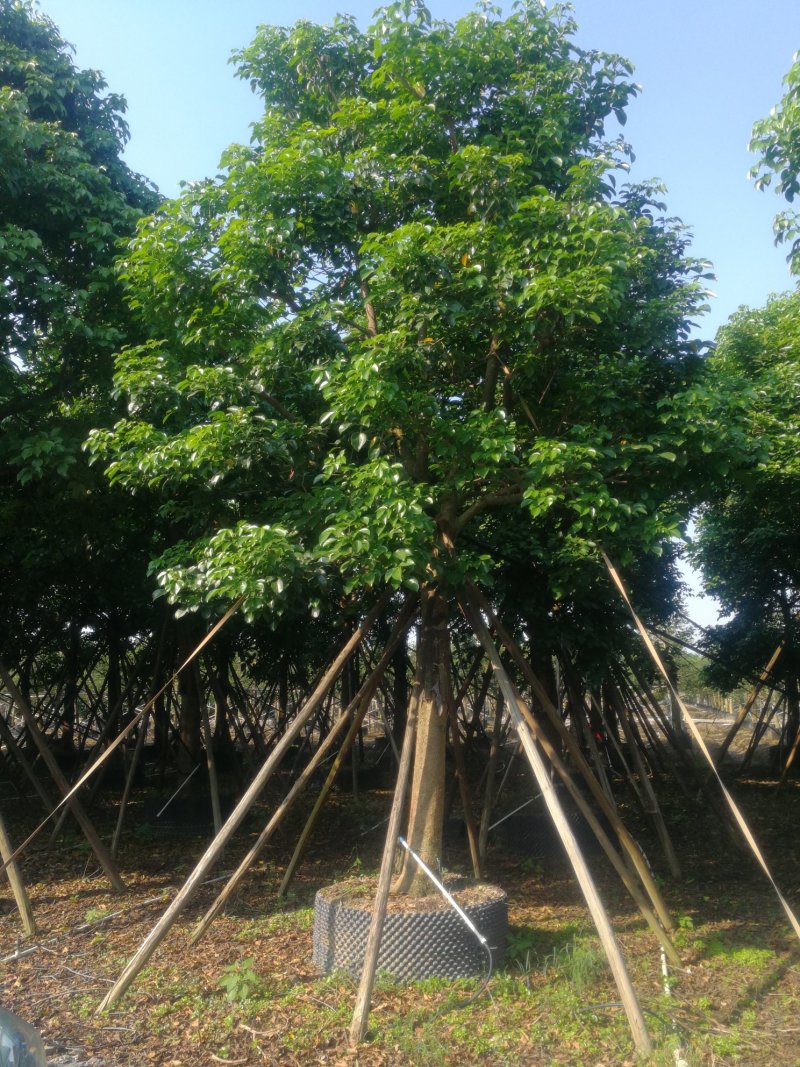 丛生红花玉蕊：D30-60分，50棵，