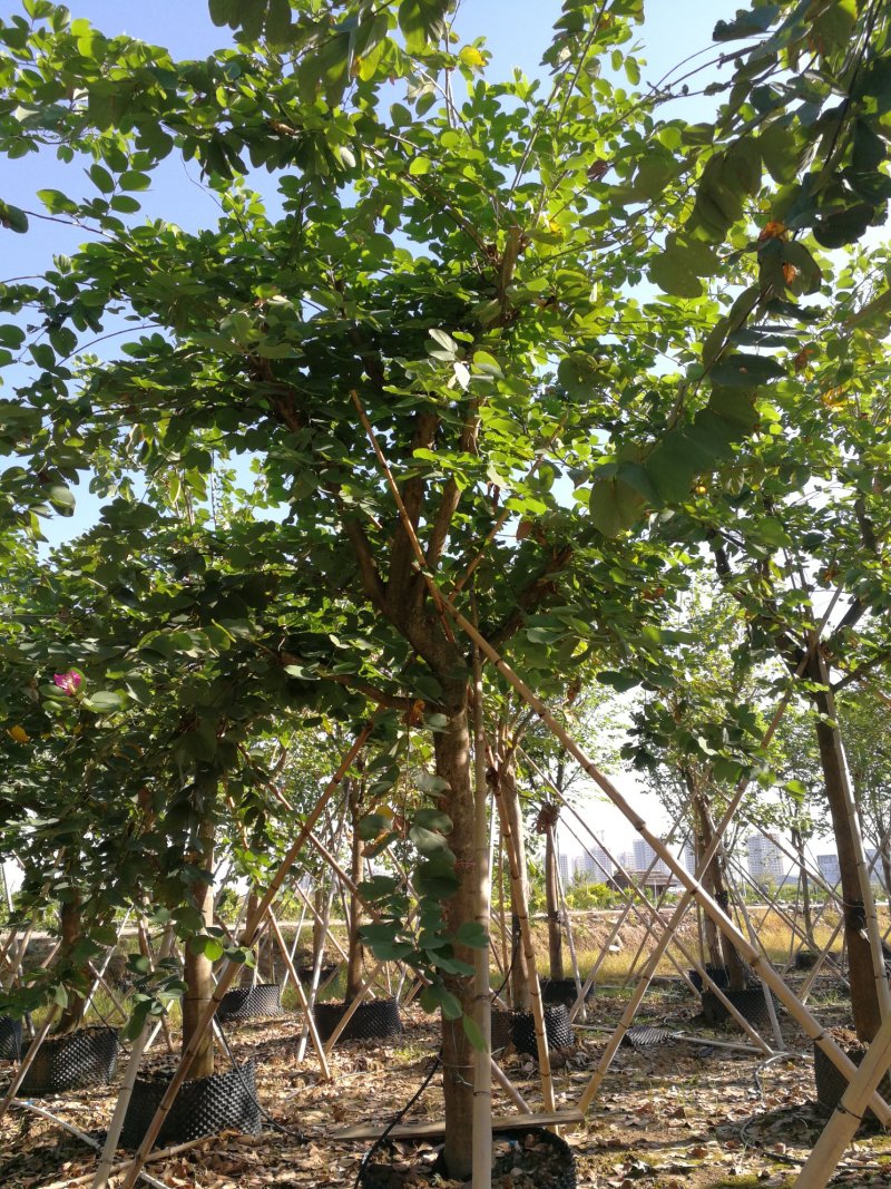 丛生红花玉蕊：D30-60分，50棵，
