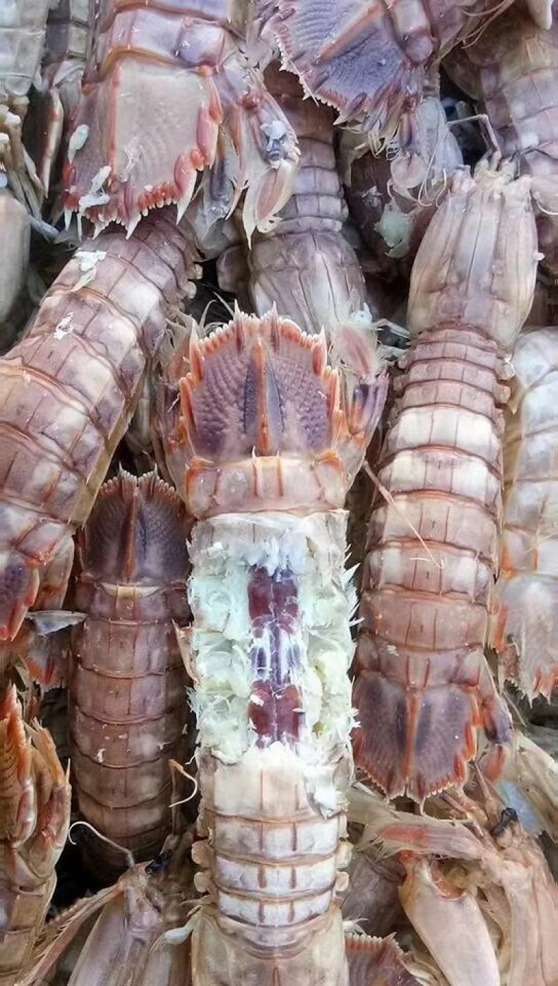 渤海湾，皮皮虾。支持一件代发。落地配。