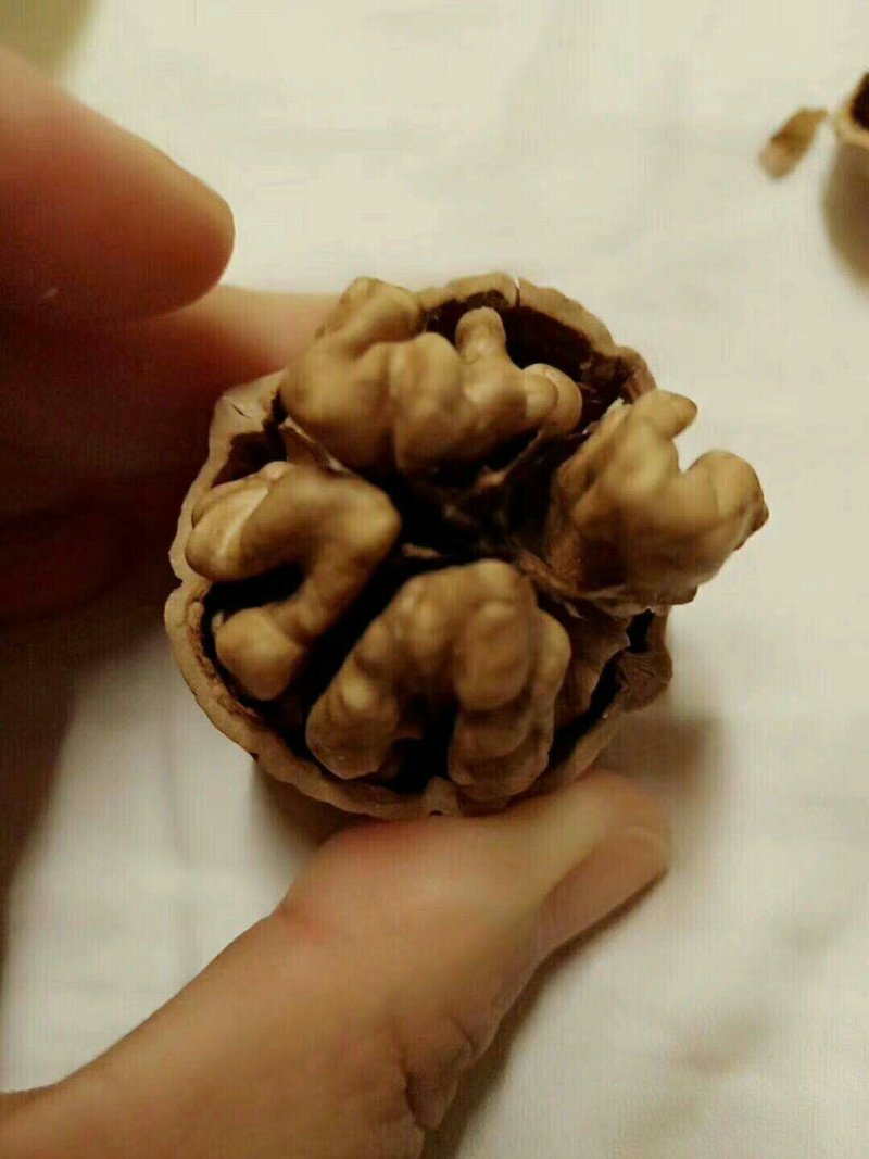 辽东凯韵