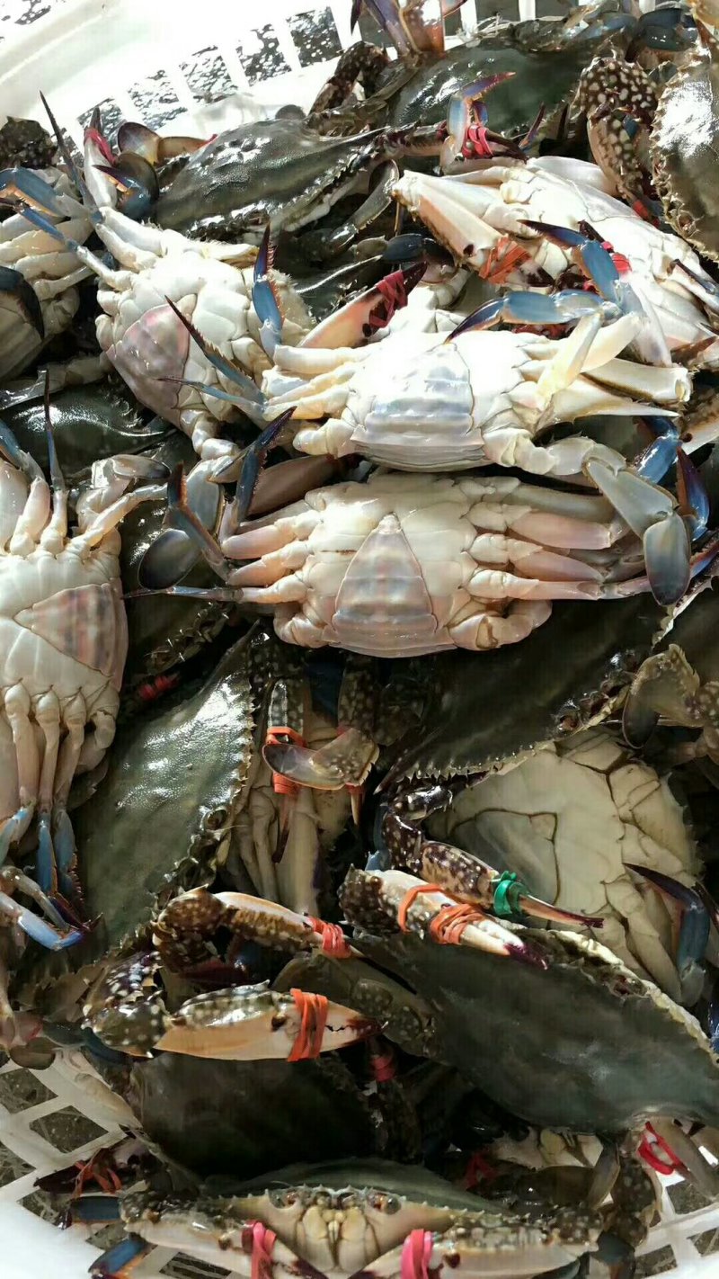 辽东凯韵