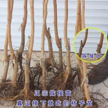 脆柿种苗产地货源纯度高价格低品质好