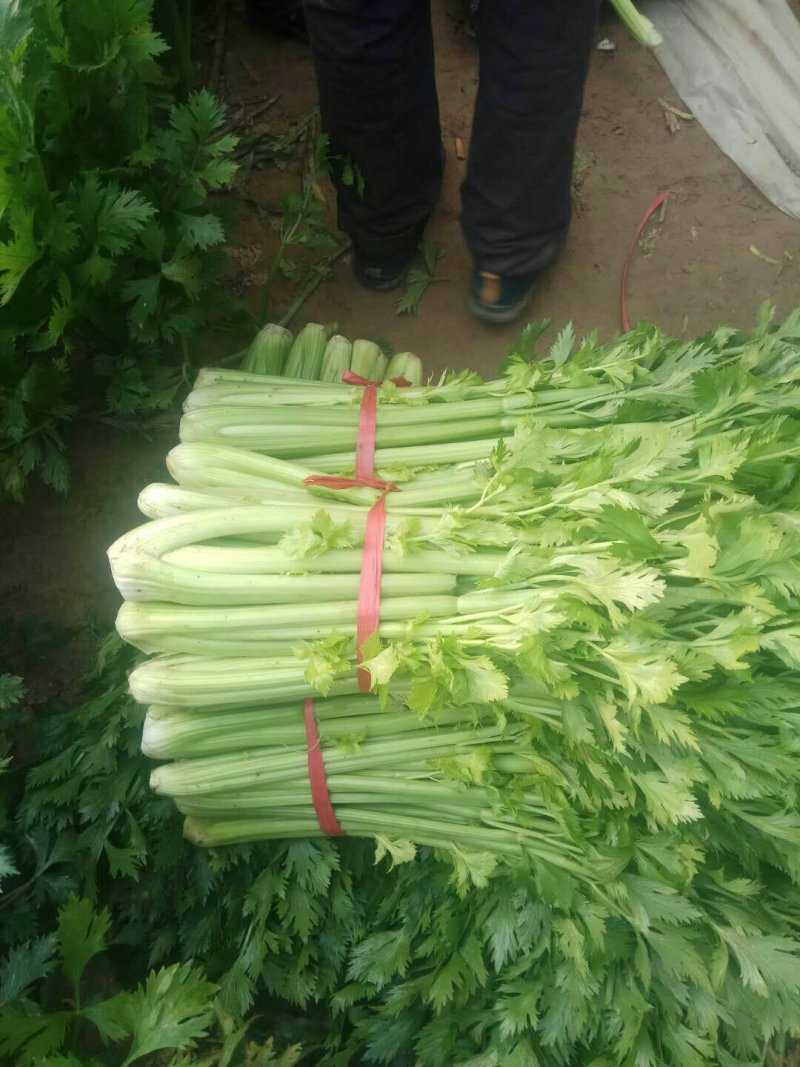 西芹