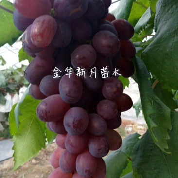 温克葡萄苗魏可葡萄苗嫁接葡萄苗扦插苗果大口感佳