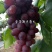 温克葡萄苗魏可葡萄苗嫁接葡萄苗扦插苗果大口感佳