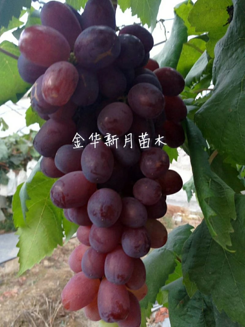 温克葡萄苗魏可葡萄苗嫁接葡萄苗扦插苗果大口感佳