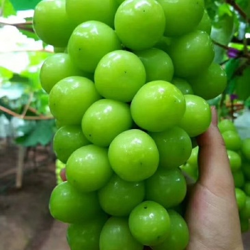 阳光玫瑰葡萄苗华佳8号嫁接苗长势强旺，颗粒大