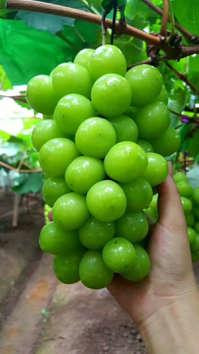 阳光玫瑰葡萄苗华佳8号嫁接苗长势强旺，颗粒大