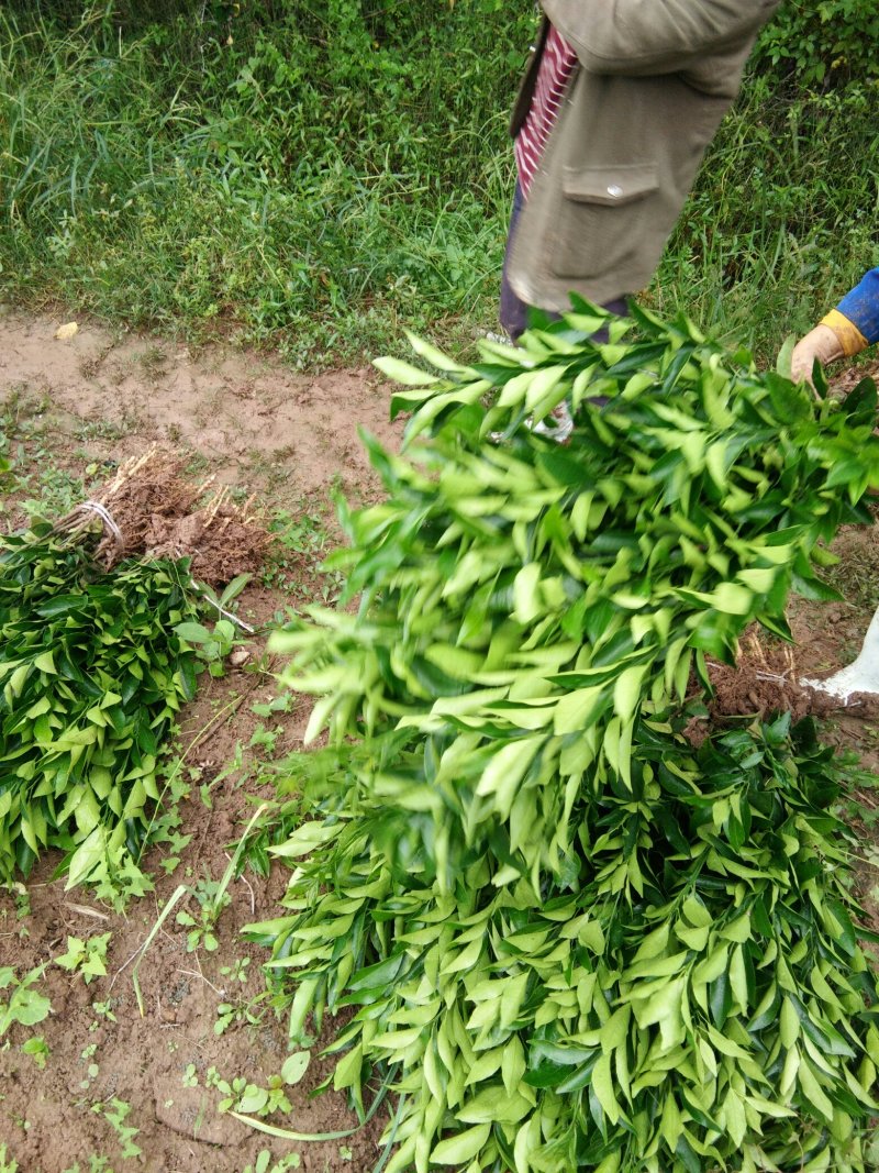 沃柑苗柑橘苗基地直发隔年挂果现起现发保湿发货