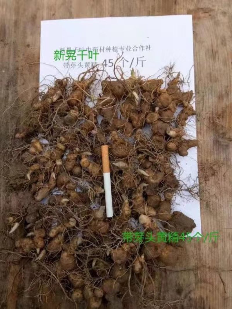 多花黄精苗