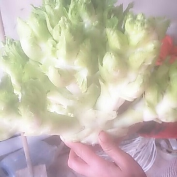 砀山儿菜
