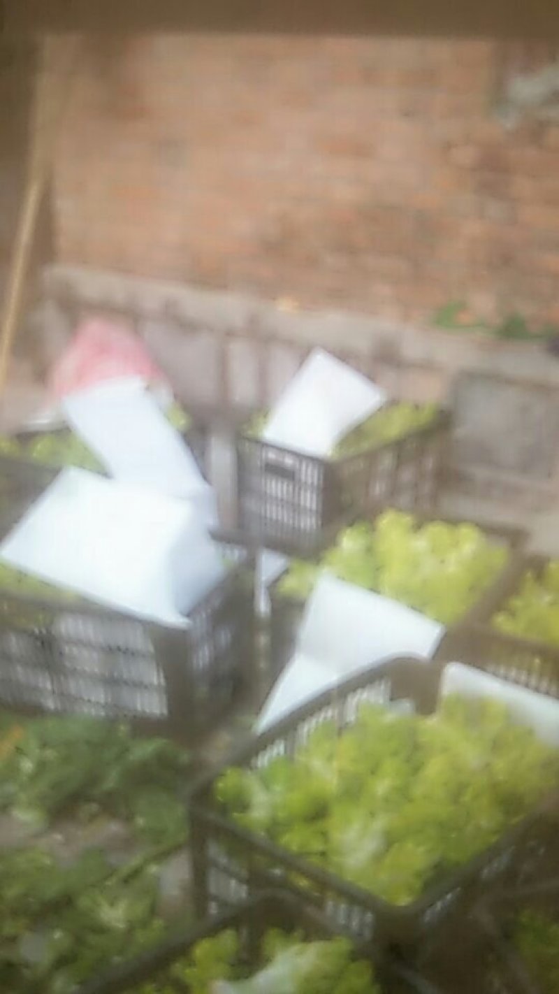 砀山儿菜