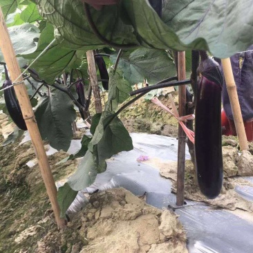 茄子苗（嫁接苗）