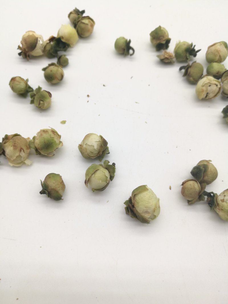 山茶花，中药材山茶花