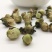 山茶花，中药材山茶花