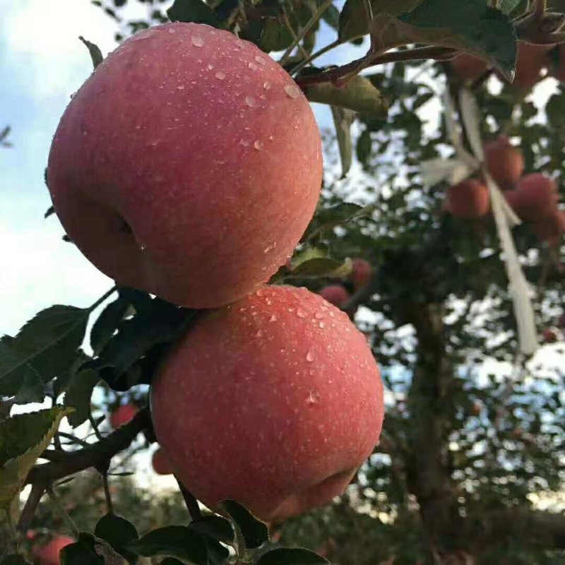 默言红富士苹果净重10斤包邮
