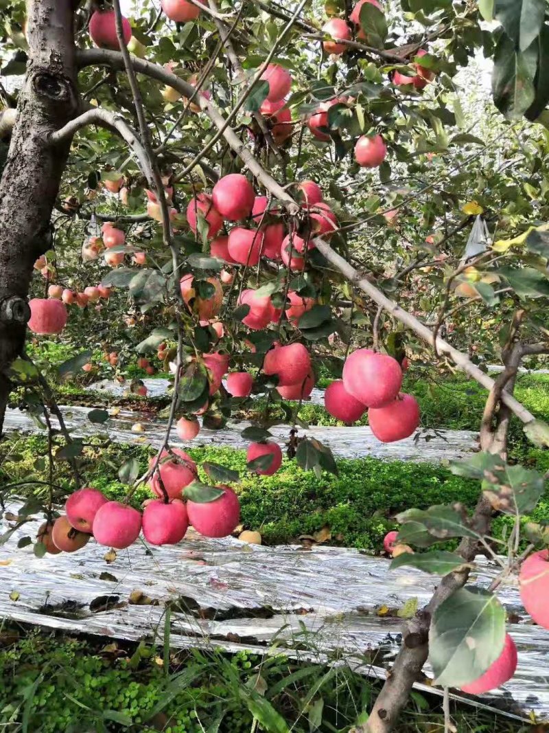 默言红富士苹果净重10斤包邮