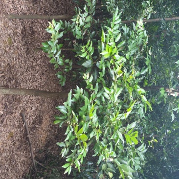 天竺桂