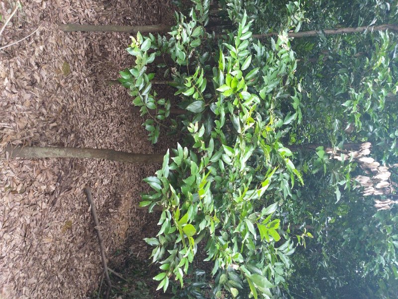 天竺桂