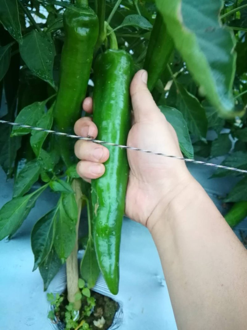 辣椒苗