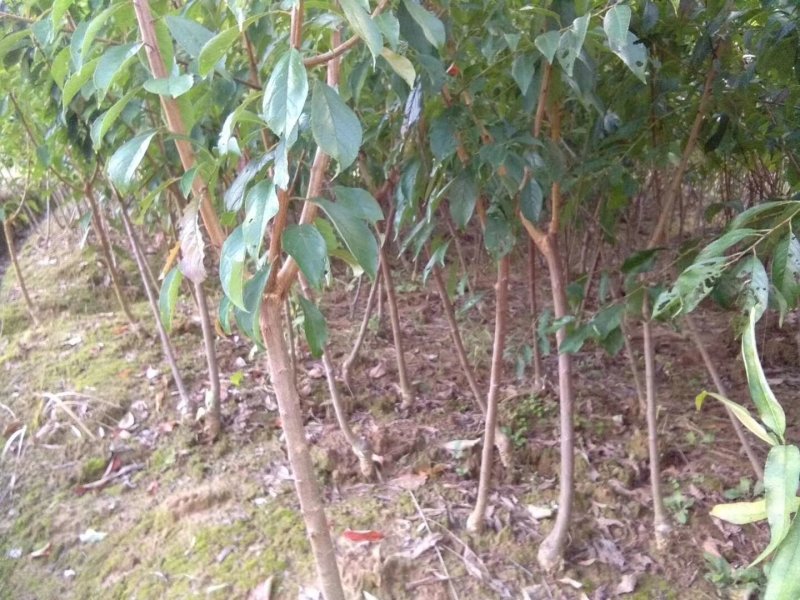 脆红李苗