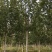 12公分法桐