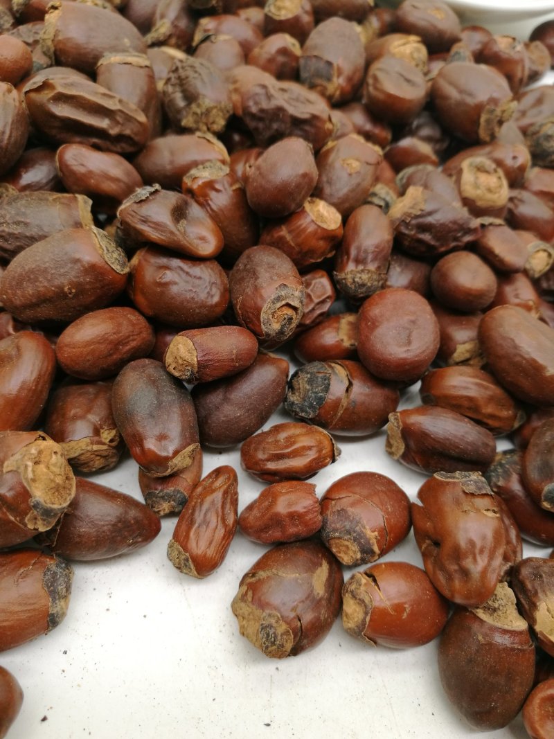荔枝核，中药材荔枝核