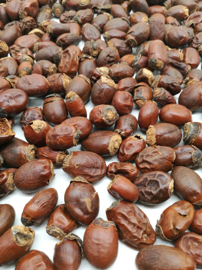 荔枝核，中药材荔枝核