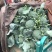 【推荐】精品西蓝花，根据客户需求提供包装人工