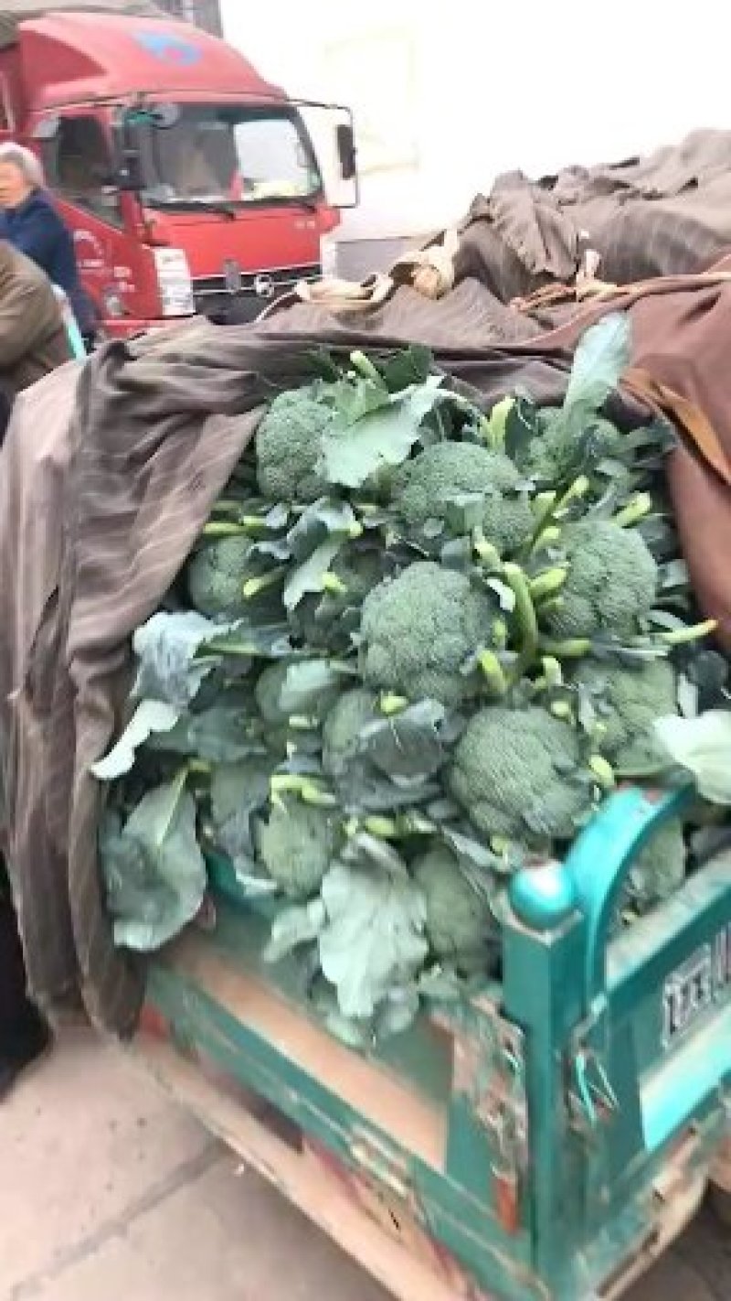 【推荐】精品西蓝花，根据客户需求提供包装人工