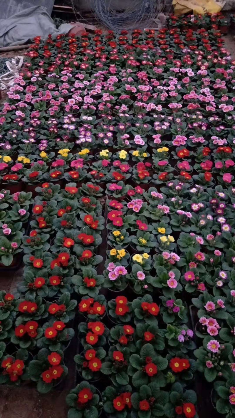 报春花基地直销量大从优