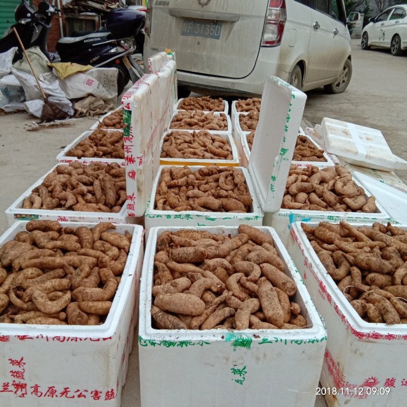 批发陕西鲜天麻2两上选货