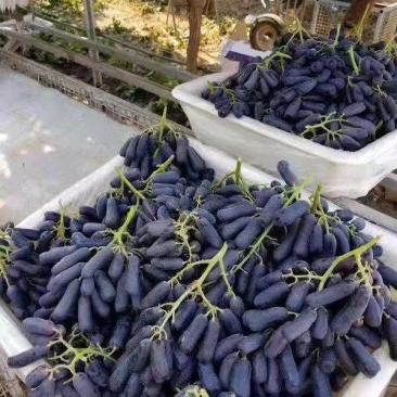 甜蜜蓝宝石，保证纯度和质量，保证成活率