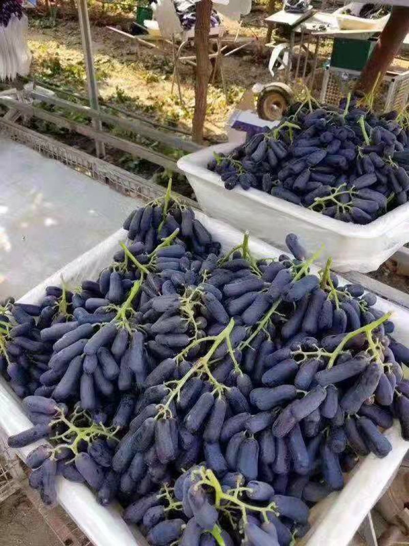 甜蜜蓝宝石，保证纯度和质量，保证成活率
