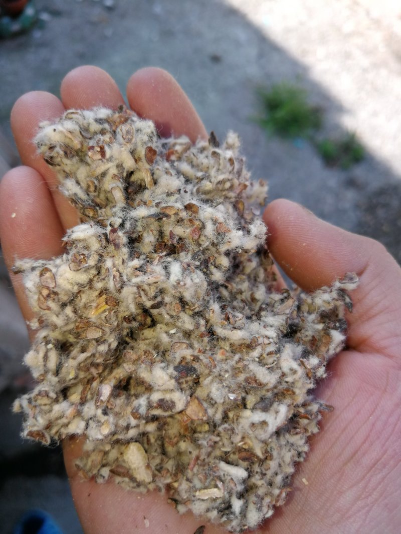 棉籽壳（平菇等栽培用广谱原料）
