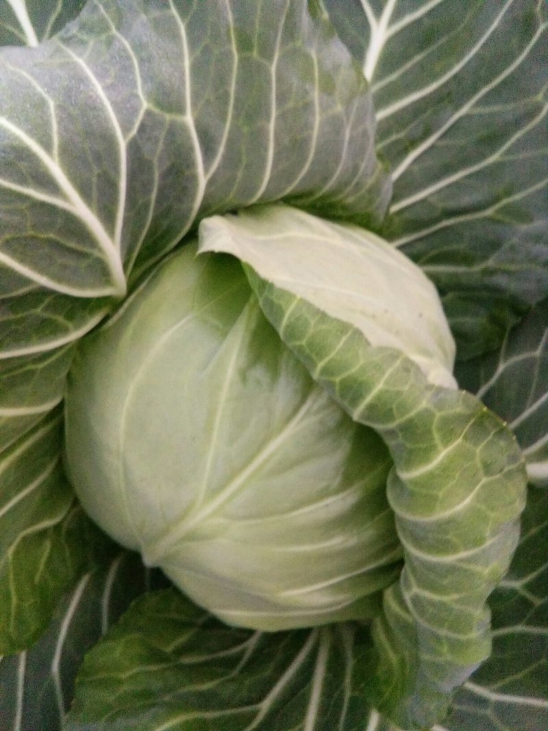 江苏徐州散花、甘蓝基地