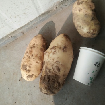 通货秋土豆