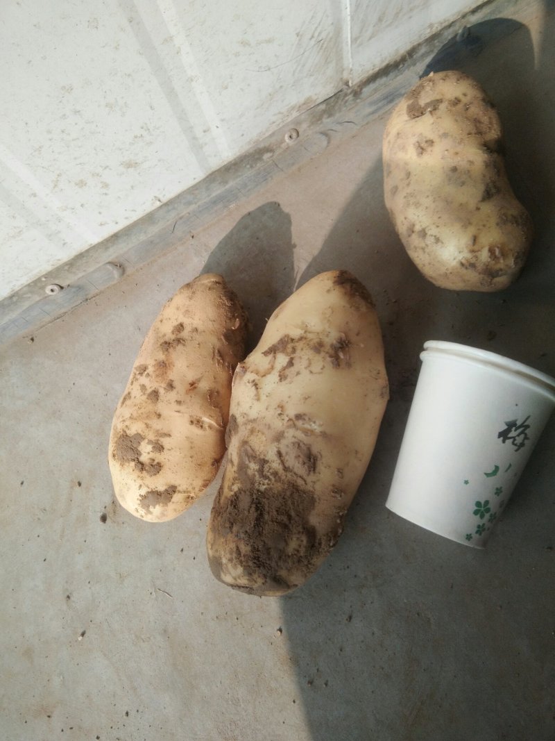 通货秋土豆