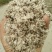 棉籽壳（平菇等栽培用广谱原料）