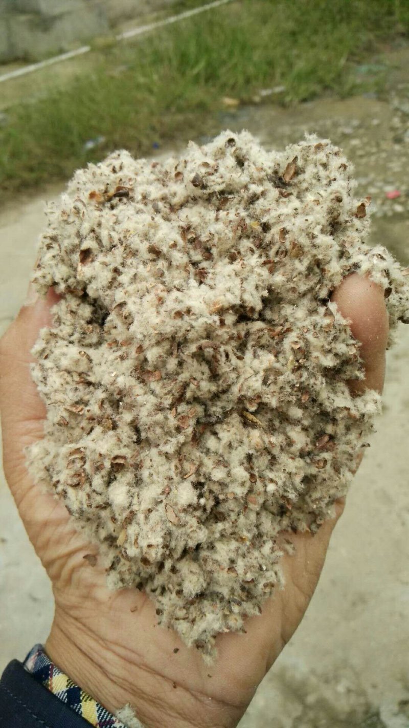 棉籽壳（平菇等栽培用广谱原料）